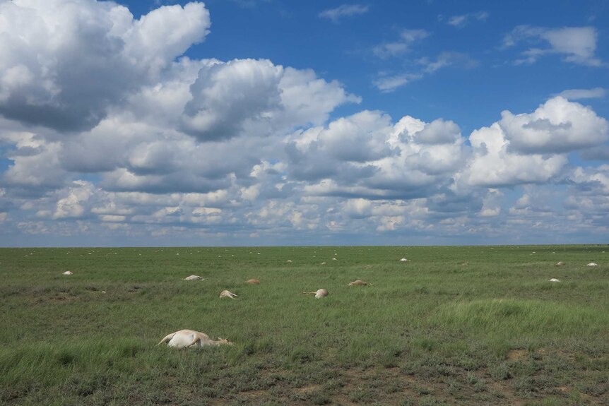 Saiga antelope deaths