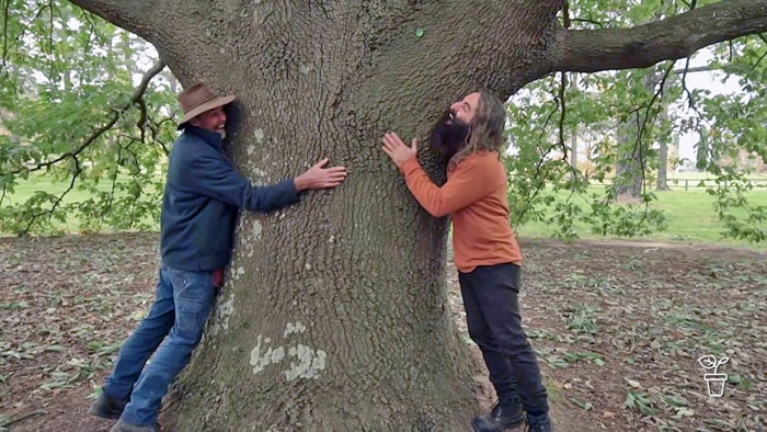 Two men hugging a large tree trunk