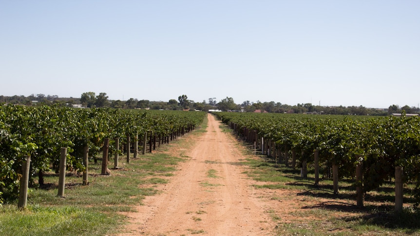Rows of grapevines divided by a dirt track stretching toward Monash.