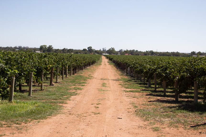 Rows of grapevines divided by a dirt track stretching toward Monash.