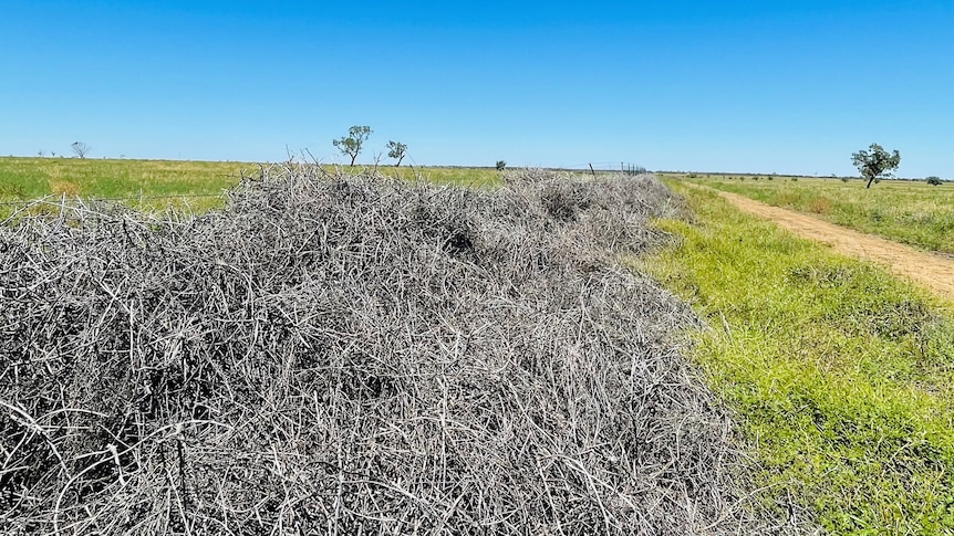 A large pile of roly-poly covers an exclusion fence at Evoka Station, western Queensland