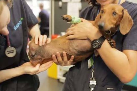 Two-legged dachshund Frankie being held by vets at RSPCA Queensland.