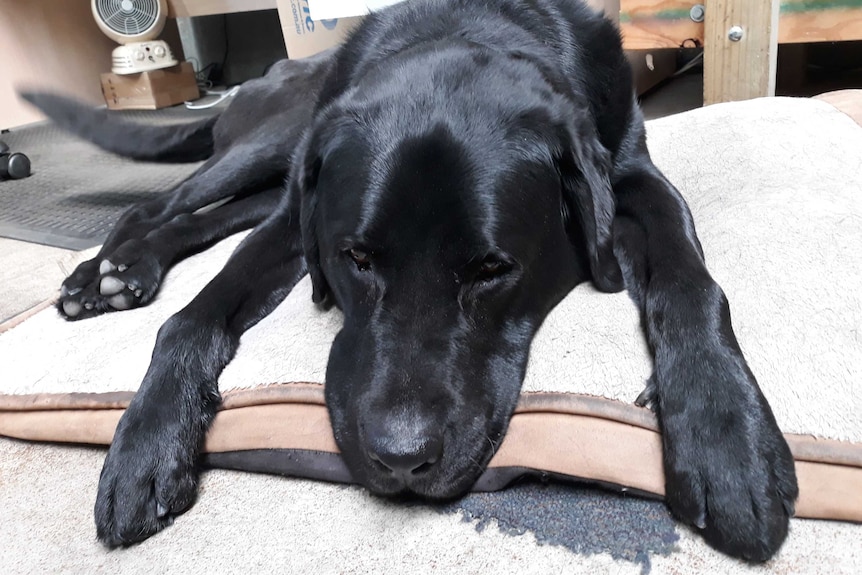 Gordie, a black Labrador, has a nap on a dog bed in a warehouse for a story about dogs at work.