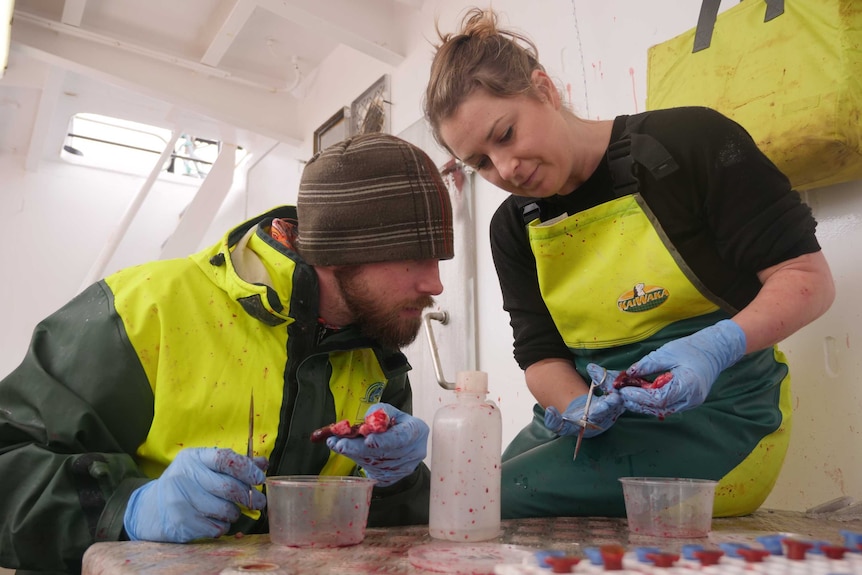 Man with beard wearing beanie on left and woman on right both wearing blue gloves wielding scissors examining tuna hearts