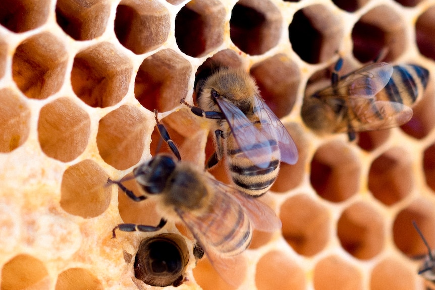 Two bees poke their heads into a golden hive, while another rubs it's front legs together on the outside of the hive.