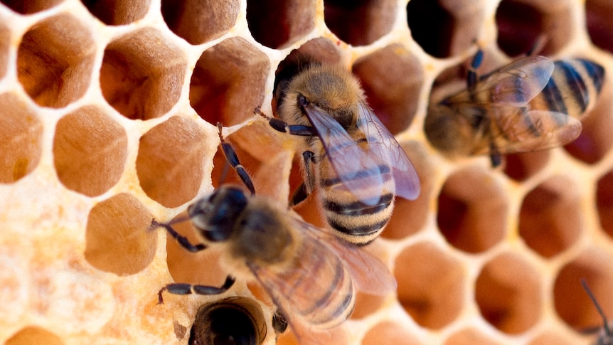 Two bees poke their heads into a golden hive, while another rubs it's front legs together on the outside of the hive.