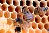 Two bees poke their heads into a golden hive, while another rubs it's front legs together on the outside of the hive.