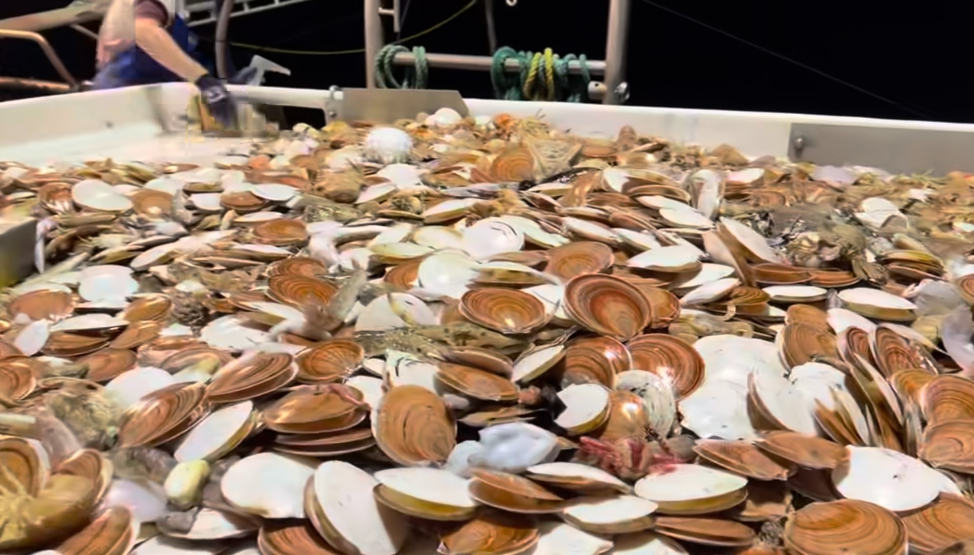 Mariscos en un barco pesquero, incluidas muchas vieiras.