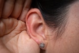 Hard of hearing, expert on cochlear