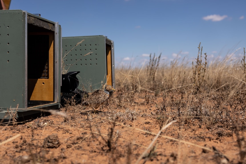 A tiny bird steps out of a carrier onto dirt.