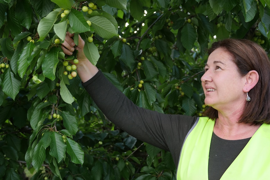 A woman inspecting cherries.