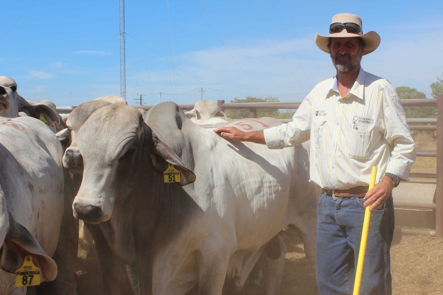 Man standing next to bulls in a cattleyard