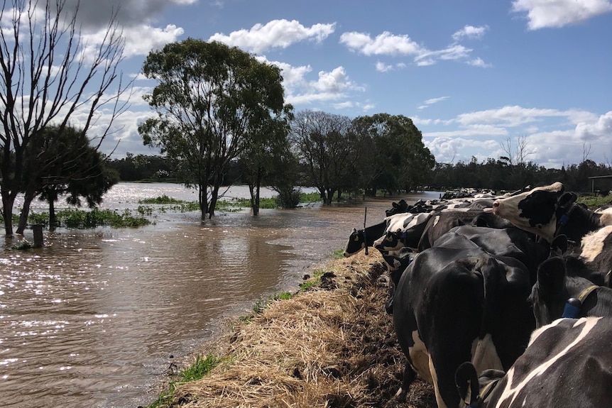 Dairy cows passing flooded paddocks