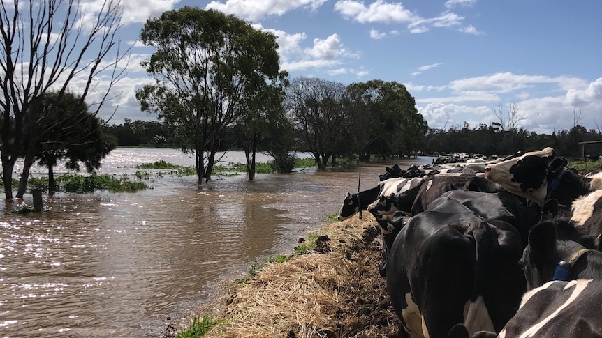 Dairy cows passing flooded paddocks