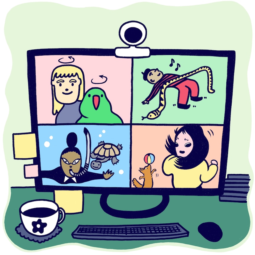 Computer screen shows everyone in the meeting wiggling with their pets, from birds to limbo with a snake 
