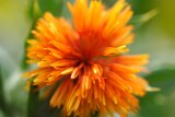 CSIRO scientists create new oil rich type of safflower May 2012