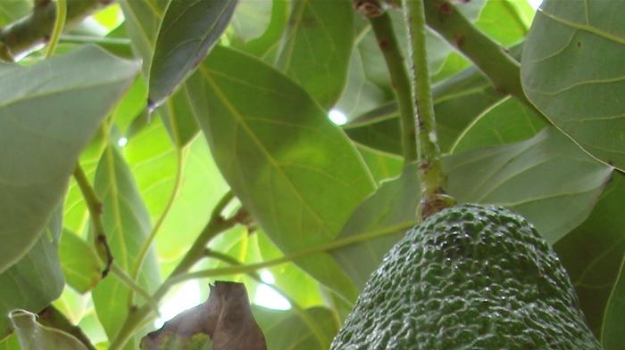 An avocado hanging on a tree.