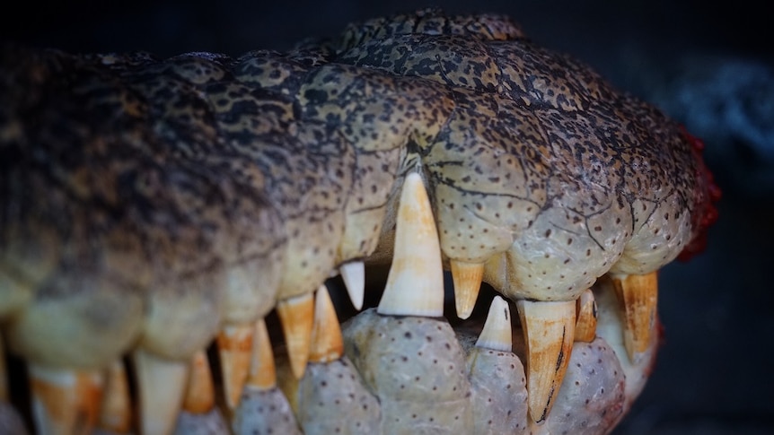 A close up shot of crocodile teeth, with brown stains on them