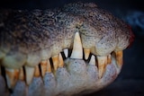 A close up shot of crocodile teeth, with brown stains on them