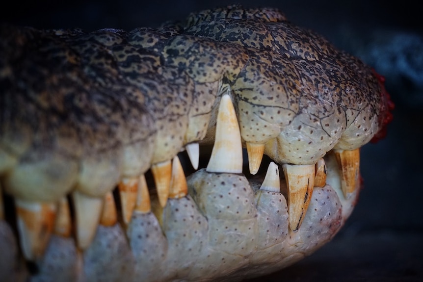 A close up shot of crocodile teeth, with brown stains on them.