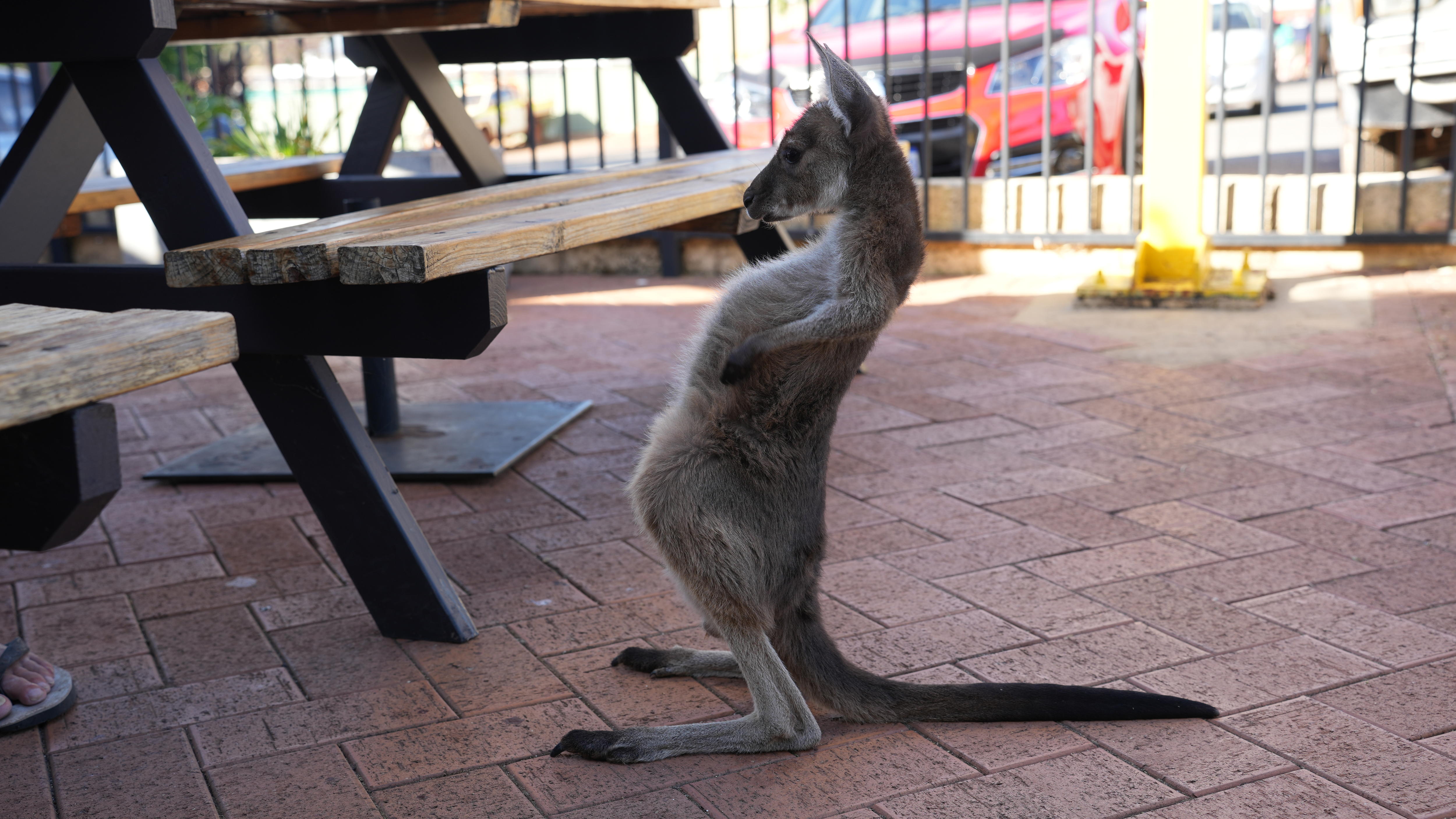 un canguro estirándose.
