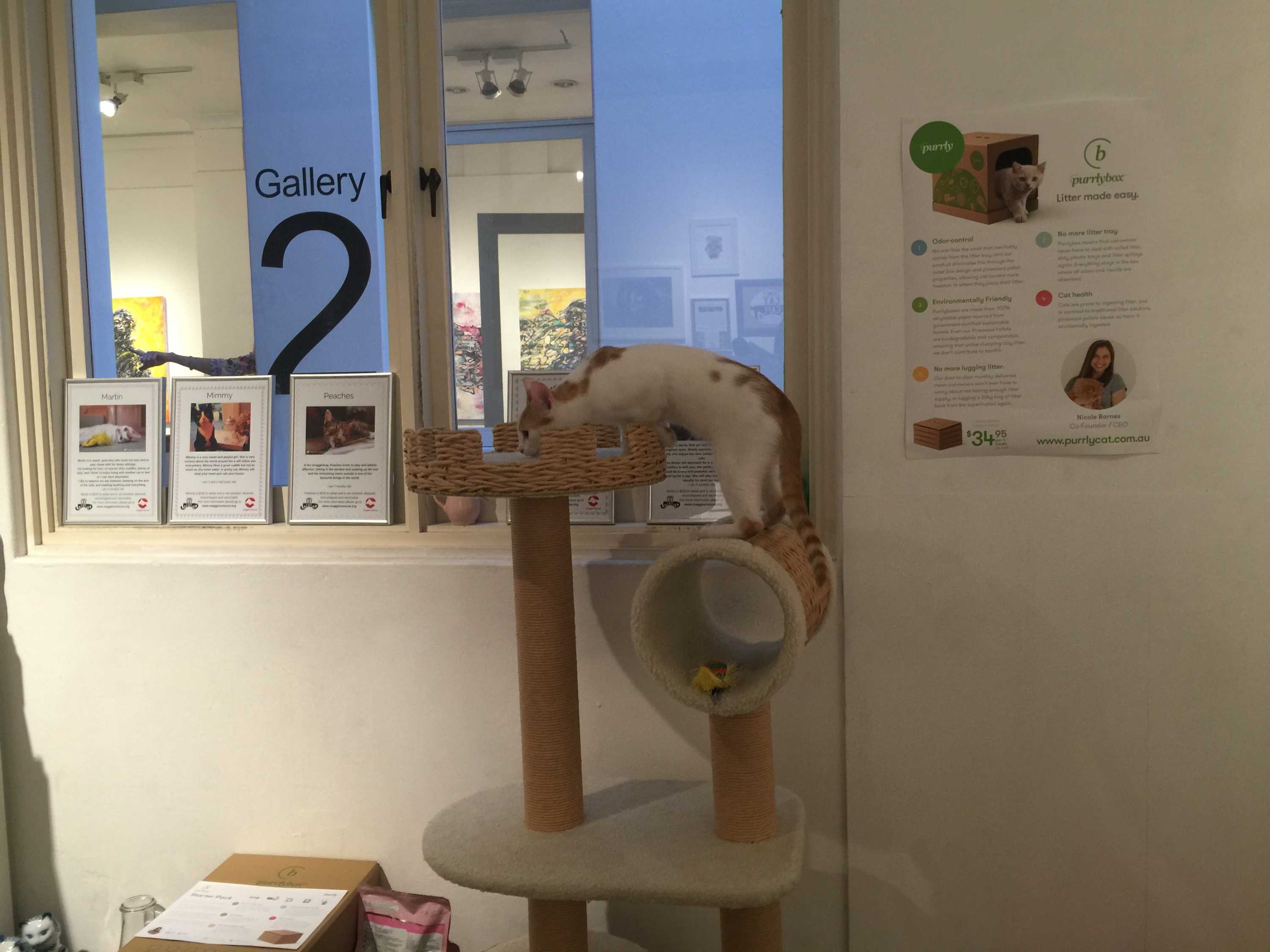 Popup Sydney cat cafe aims to find homes for dozens of kittens ABC News