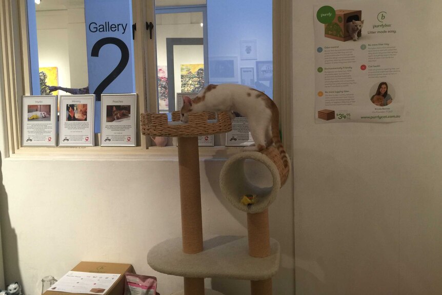 A cat enjoys itself at the cat cafe