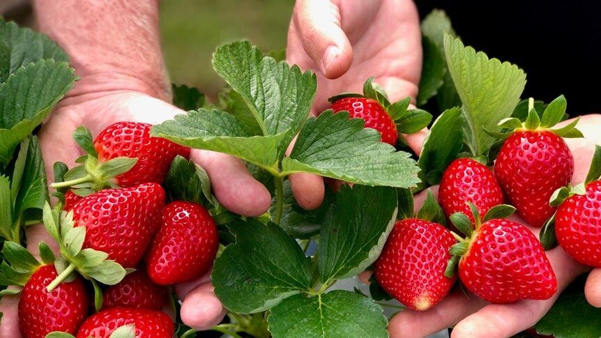 Freshly picked strawberries being held out in someone's hand.