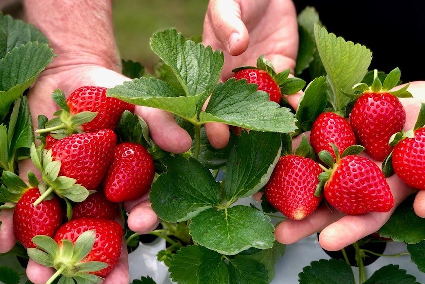 Freshly picked strawberries being held out in someone's hand.