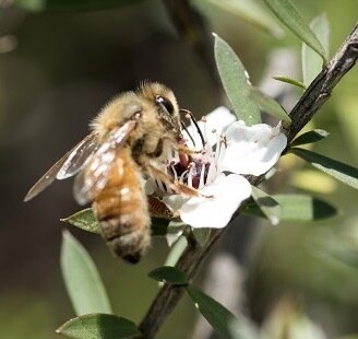 A bee pollinating a manuka tree.