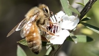 A bee pollinating a manuka tree.