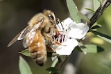 A bee pollinating a Manuka tree.