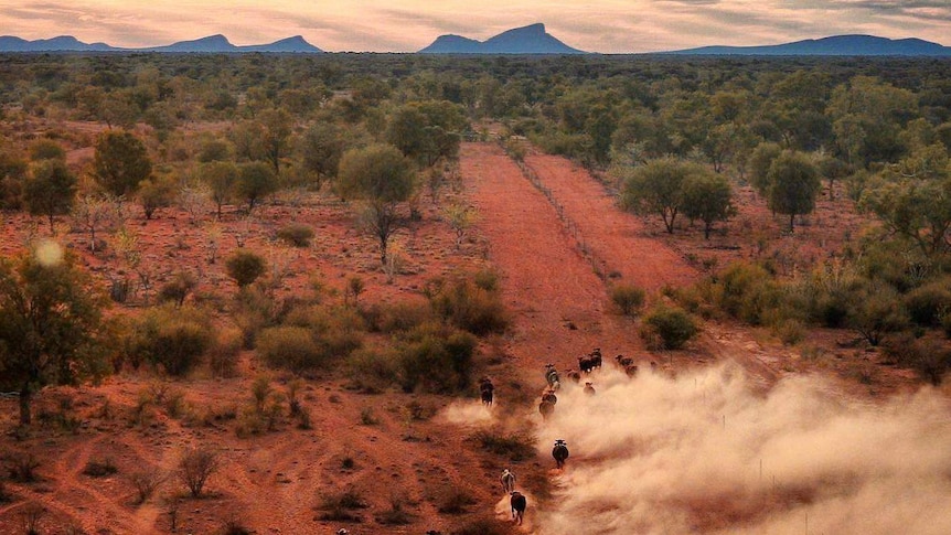 Aerial photo of cows walking through a dusty desert with ranges in the background