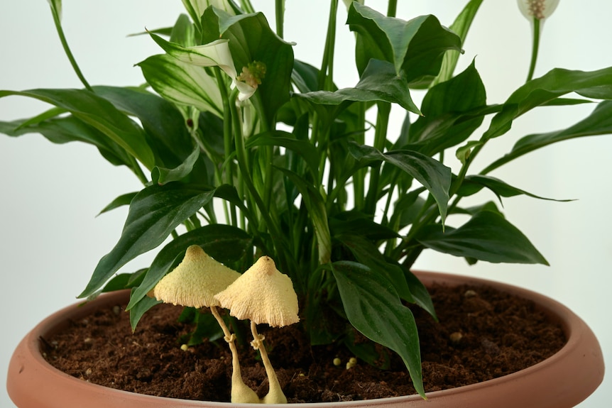Two small yellowish capped mushrooms growing in a terracotta pot containing a lily plant with green leaves and white flowers