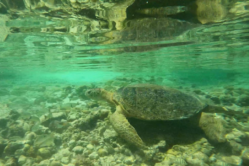 A turtle under water on a rocky seabed reflected.