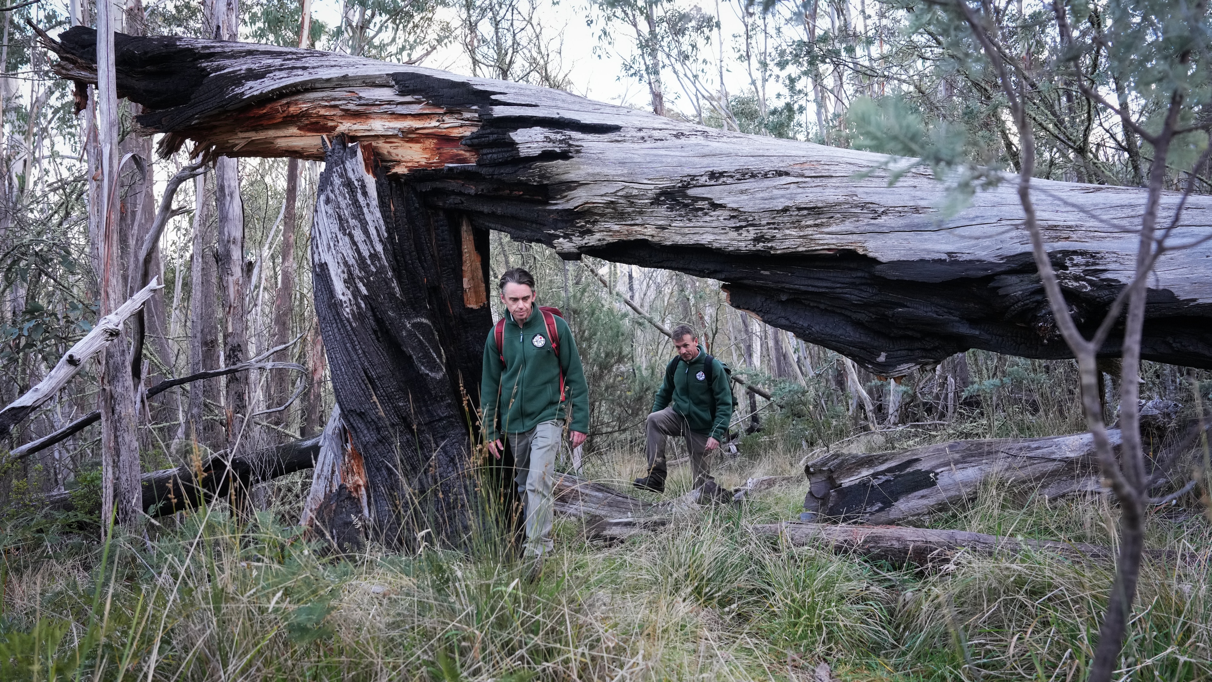 A fallen gum tree burned in the 2020 fires and fell across a popular alpine walking trail.