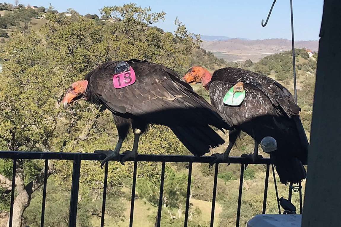 Flock Of Giant Endangered California Condors Trash Woman S Home Abc News