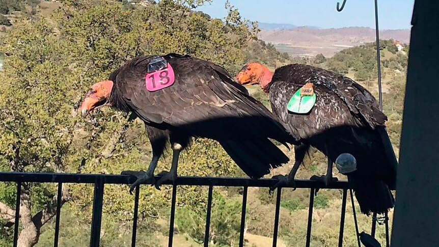 Two giant vultures sit on a railing. 