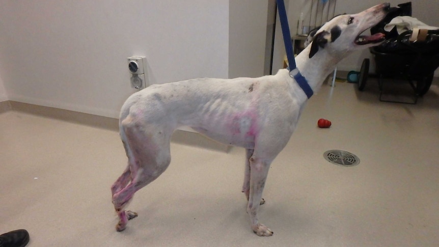 Photographic evidence from RSPCA of greyhound mistreatment