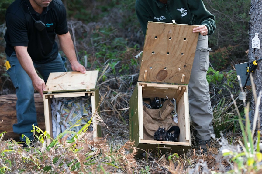 Wildlife workers open wooden boxes in the bush, releasing quolls.