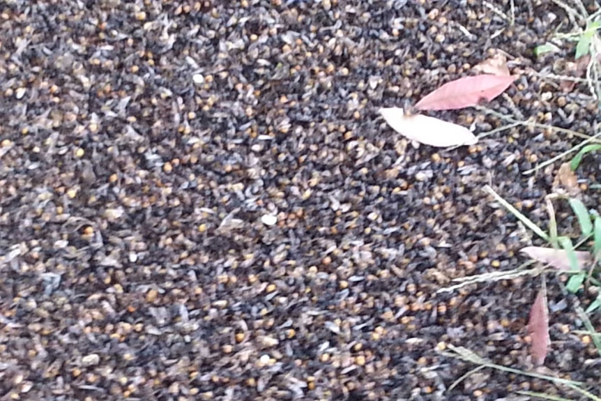 A close shot of thousands of dead bees on the ground