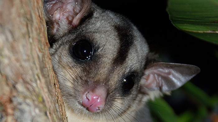 Squirrel glider.