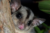 Squirrel glider.