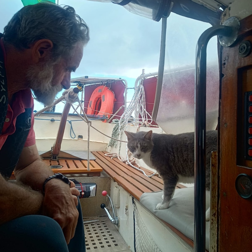 A man with grey beard looks at a grey and white cat at the stern of a yacht.