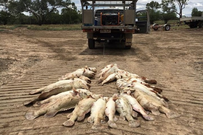 It is believed the deaths were caused by a "black water event" after years of drought followed by heavy rainfall.