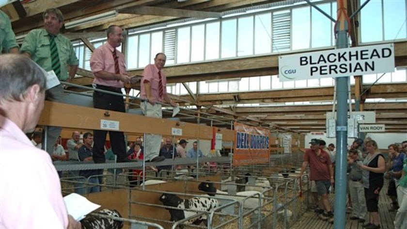 Blackhead Persian sheep on sale at the International Cleanskin Sheep Symposium in Adelaide.