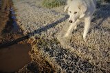 Maremma puppy with ice in its mouth near Stanthorpe 
