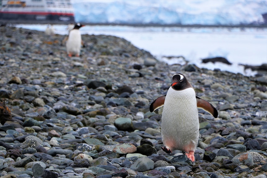 A gentoo penguin on rocks