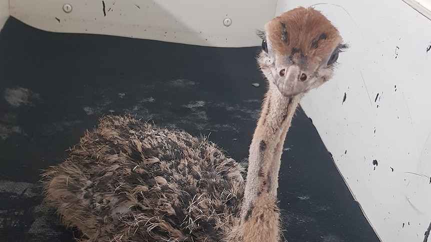 an ostrich chick with long eyelashes