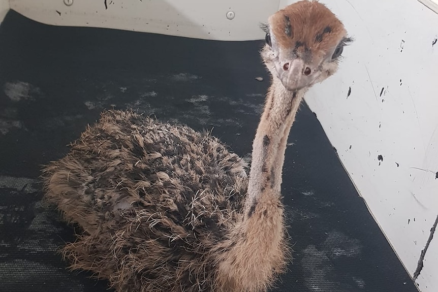an ostrich chick with long eyelashes